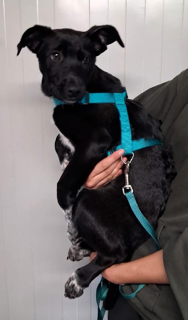 ELETTRA CUCCIOLA Foto 4